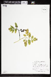 Sceptridium oneidense image