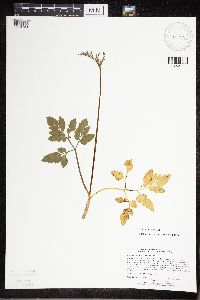 Sceptridium oneidense image