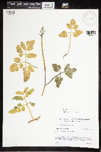 Sceptridium oneidense image