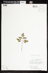 Sceptridium oneidense image