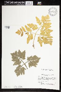 Sceptridium oneidense image