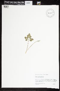 Sceptridium oneidense image