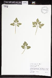 Sceptridium oneidense image