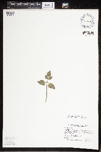 Sceptridium oneidense image