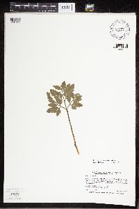 Sceptridium oneidense image