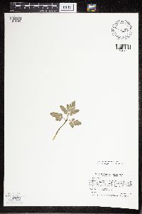 Sceptridium oneidense image