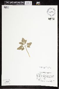 Sceptridium oneidense image