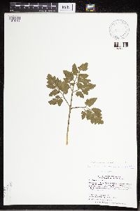 Sceptridium oneidense image