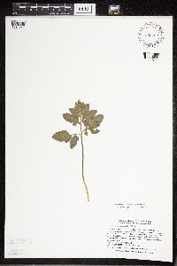 Sceptridium oneidense image