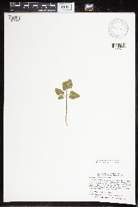 Sceptridium oneidense image