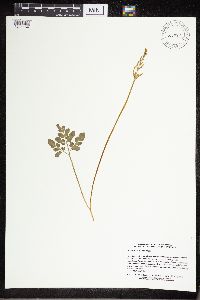 Sceptridium oneidense image