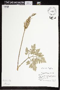 Sceptridium oneidense image