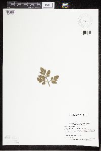 Sceptridium oneidense image