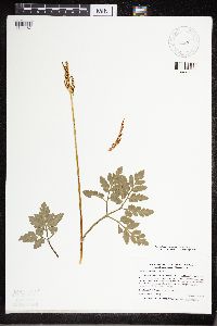 Sceptridium oneidense image