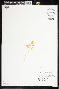 Sceptridium oneidense image