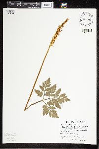 Sceptridium oneidense image