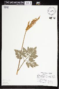 Sceptridium oneidense image