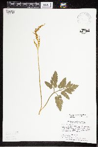 Sceptridium oneidense image