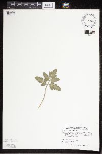 Sceptridium oneidense image