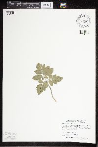 Sceptridium oneidense image