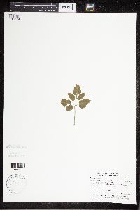 Sceptridium oneidense image