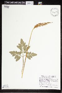 Sceptridium oneidense image