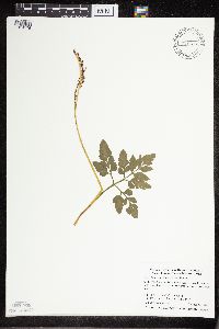 Sceptridium oneidense image