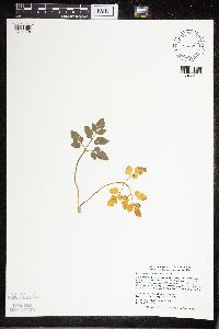 Sceptridium oneidense image