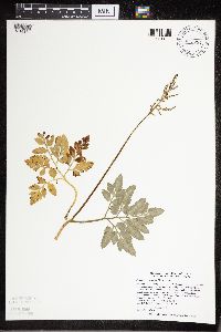 Sceptridium oneidense image