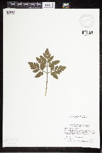 Sceptridium oneidense image