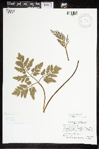 Sceptridium oneidense image