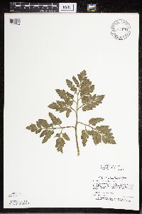 Sceptridium oneidense image