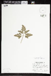 Sceptridium oneidense image