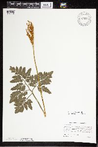 Sceptridium oneidense image