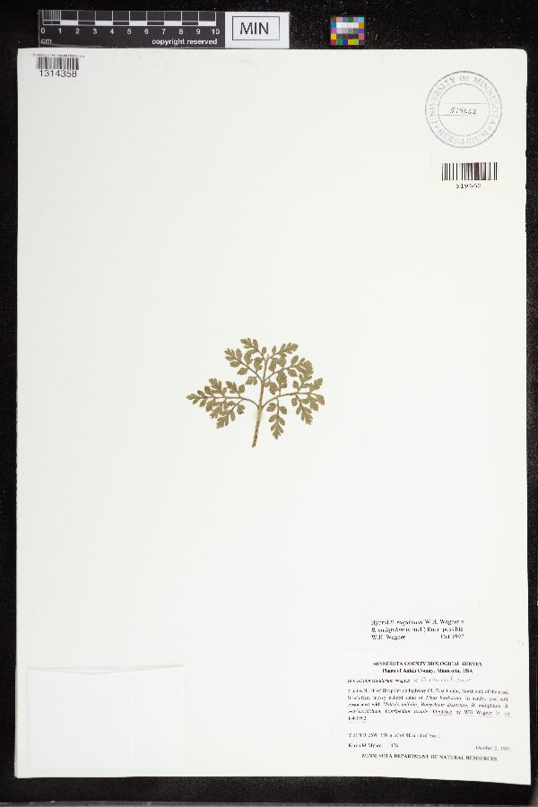 Sceptridium rugulosum x multifidum image