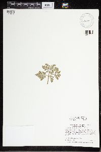 Media resource of Sceptridium rugulosum x multifidum