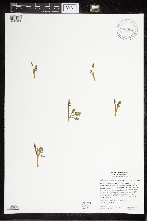 Ophioglossaceae image