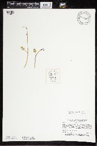 Botrychium tenebrosum image