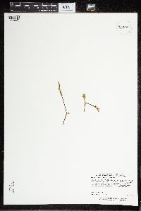 Botrychium tenebrosum image