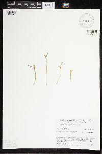 Botrychium tenebrosum image