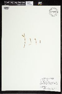 Botrychium tenebrosum image