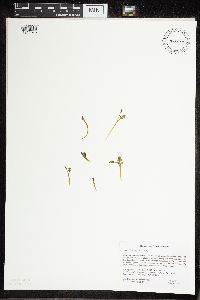 Botrychium tenebrosum image