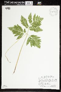 Image Associated With the Occurrence