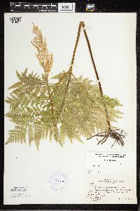 Image Associated With the Occurrence