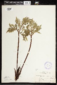 Image Associated With the Occurrence