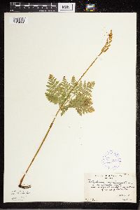 Botrypus virginianus image