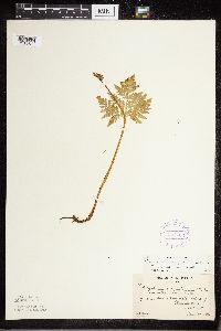 Botrypus virginianus image