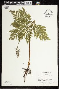 Botrypus virginianus image