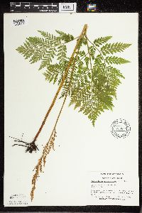 Botrypus virginianus image