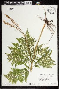 Botrypus virginianus image